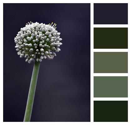 Buds Flower Allium Mount Everest Image